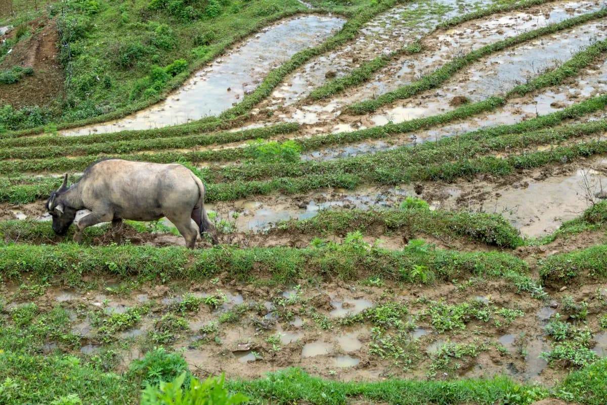 Rice fields and buffalo in the Muong Hoa Valley in Sa Pa
