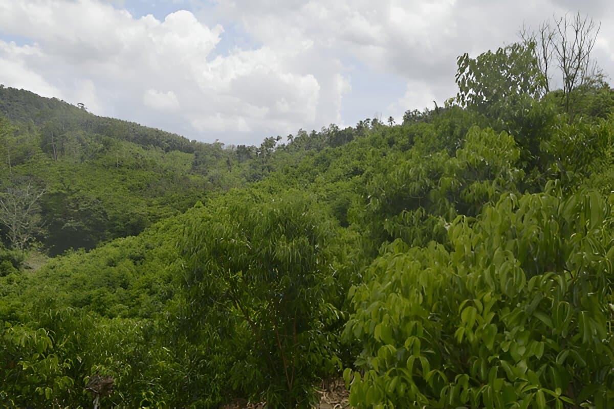 Cinnamon Gardens
