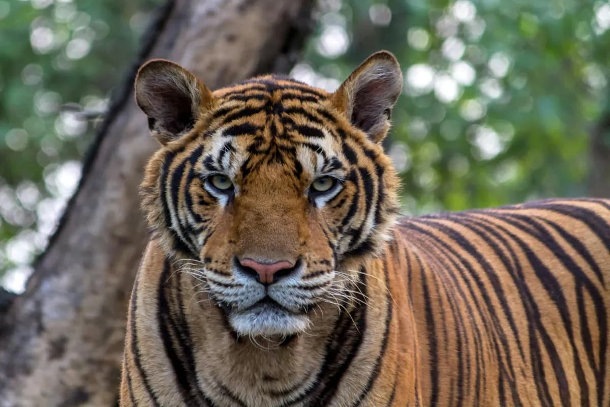 Kedarnath Wildlife Sanctuary
