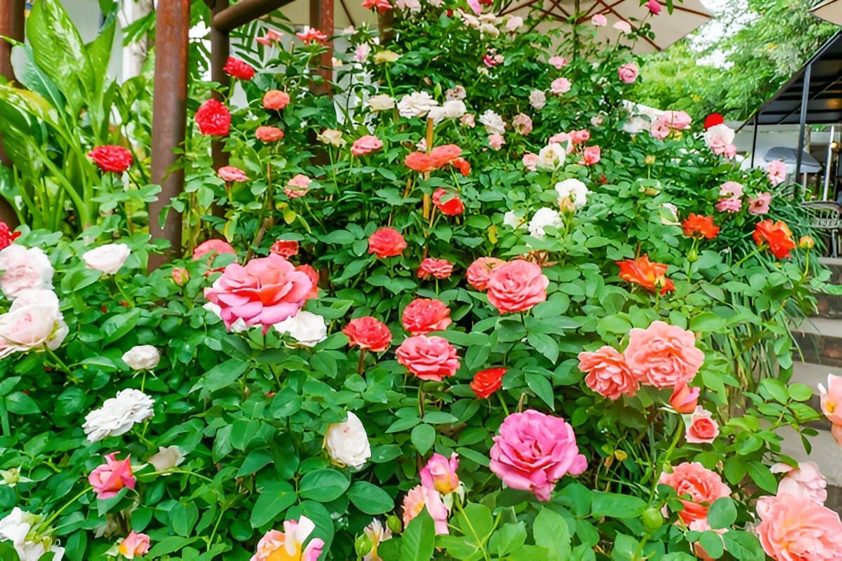 Zakir Hussain Rose Garden