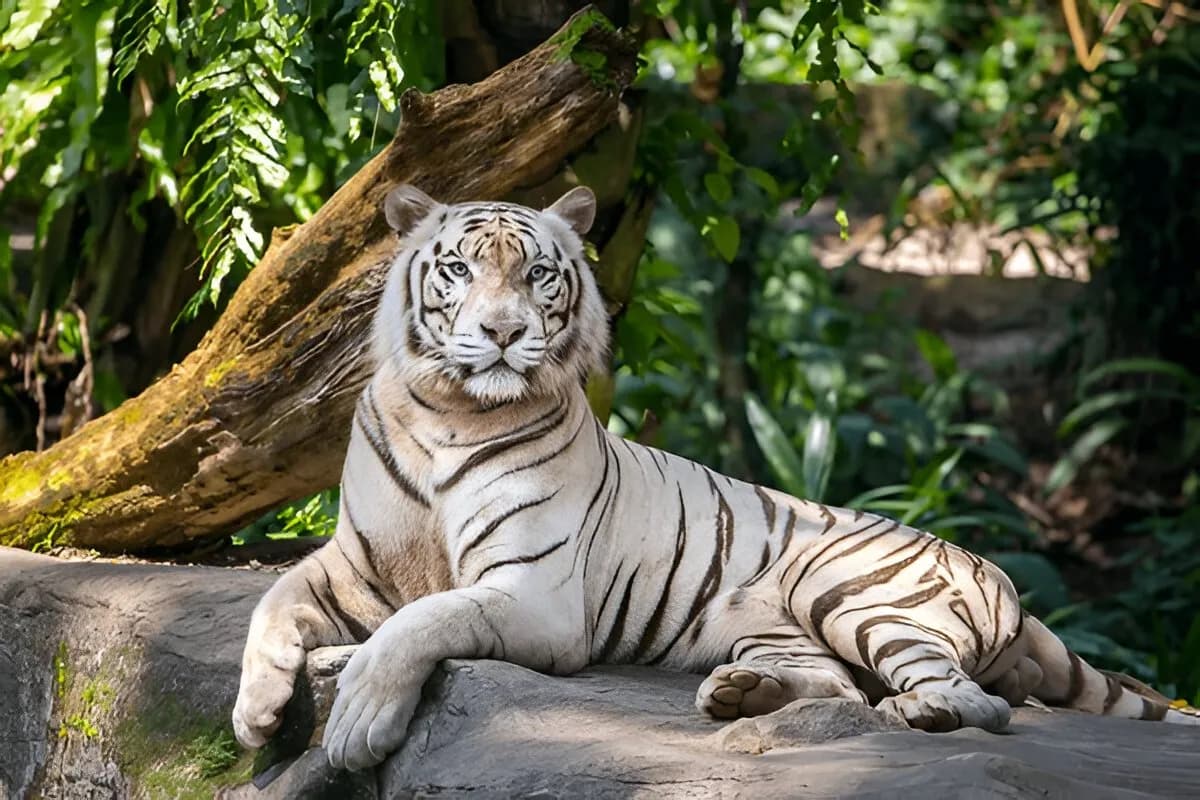 Singapore Zoo