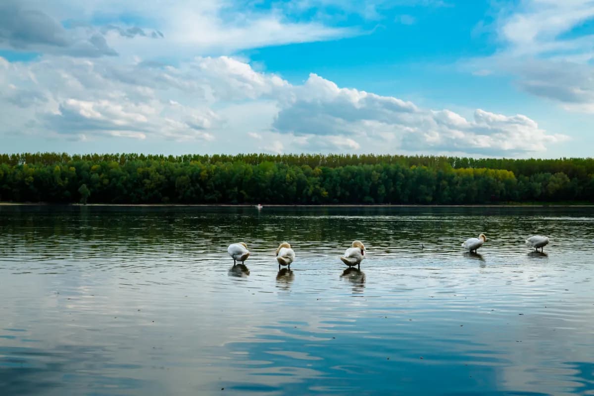 swan valley