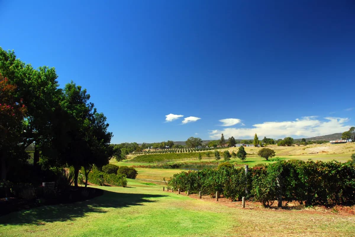 swan valley
