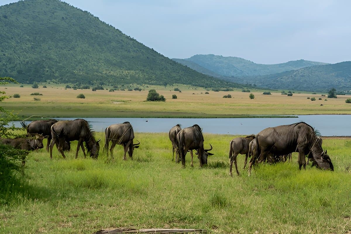 Pilanesberg National Park