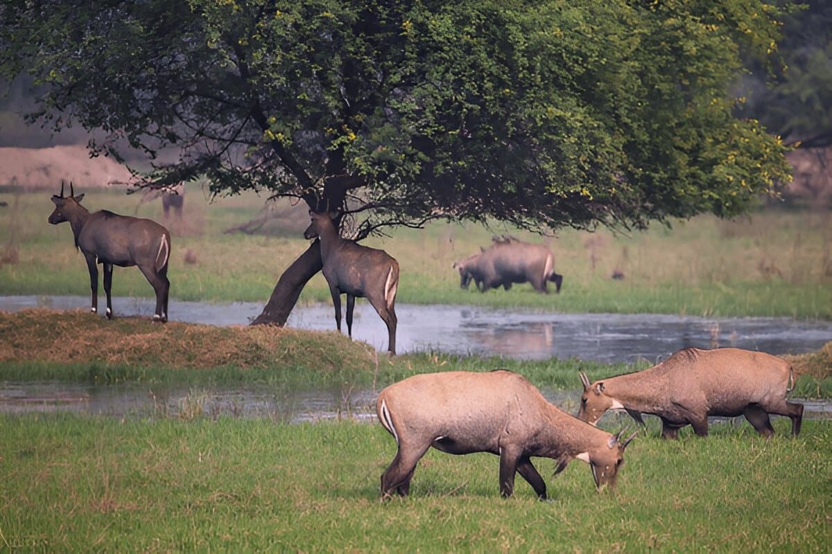 Short Trip to Bharatpur