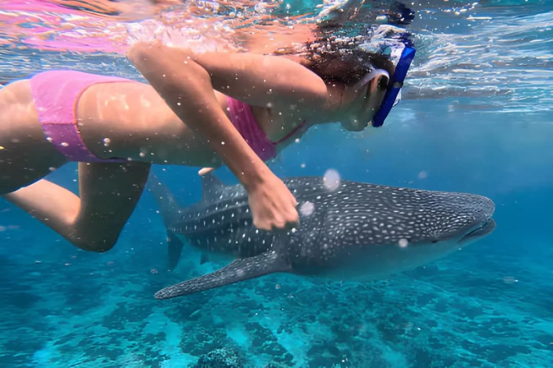 Whale Shark Encounters
