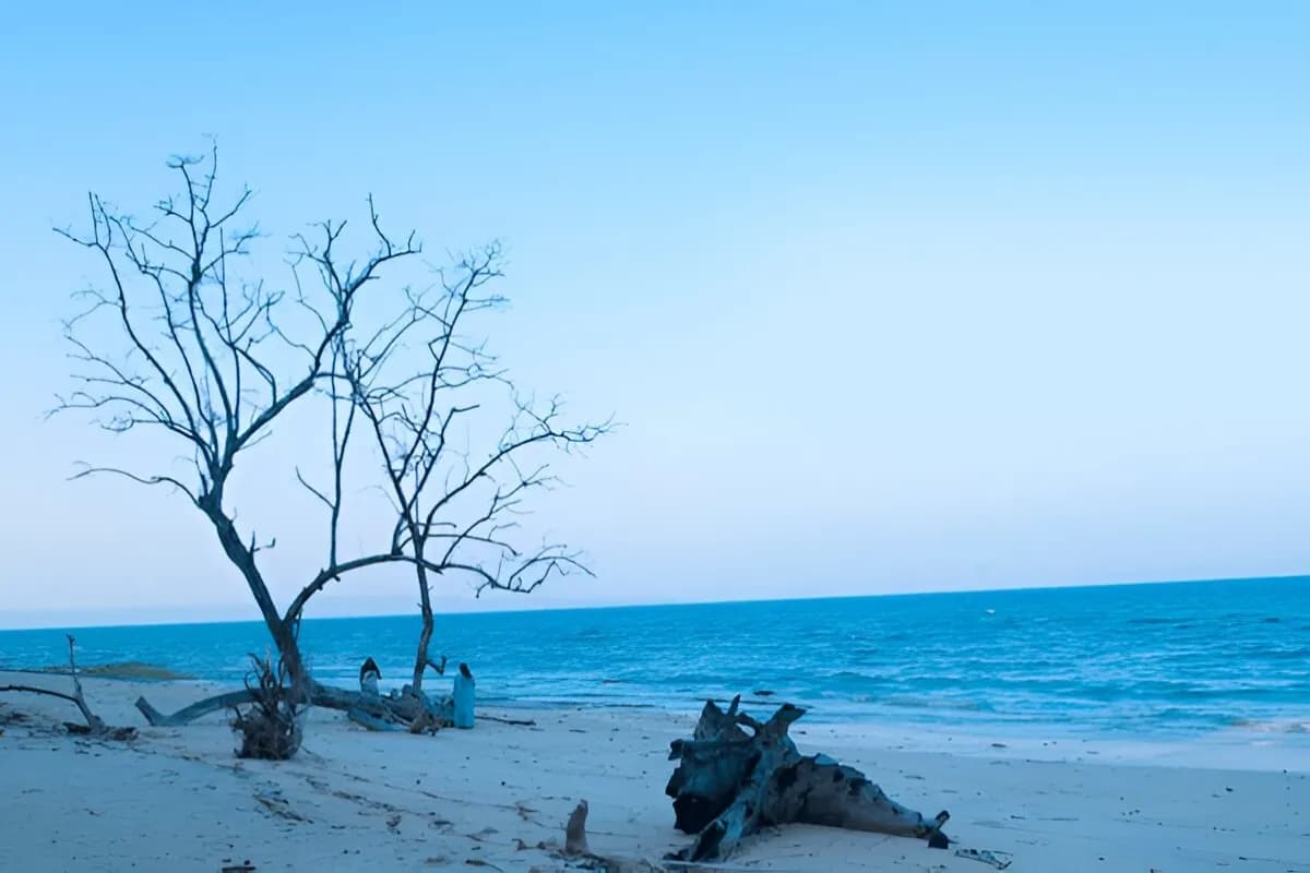 Elephant Beach