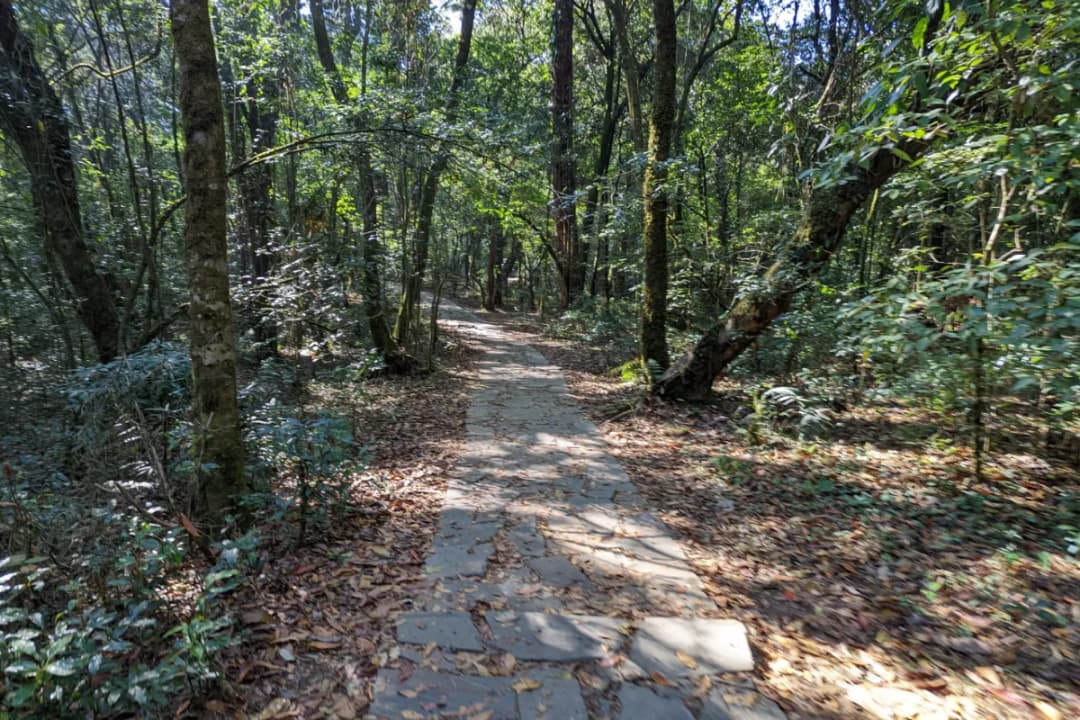 Forest Trail Sections