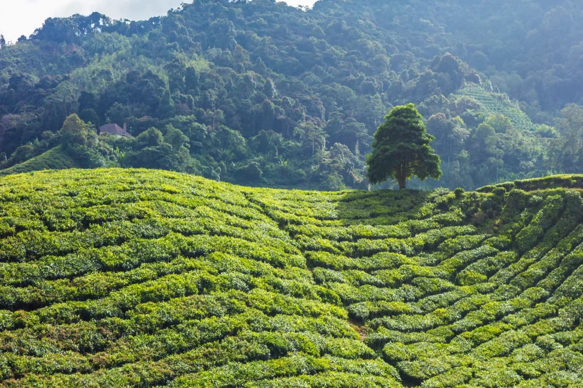 Cameron Highlands