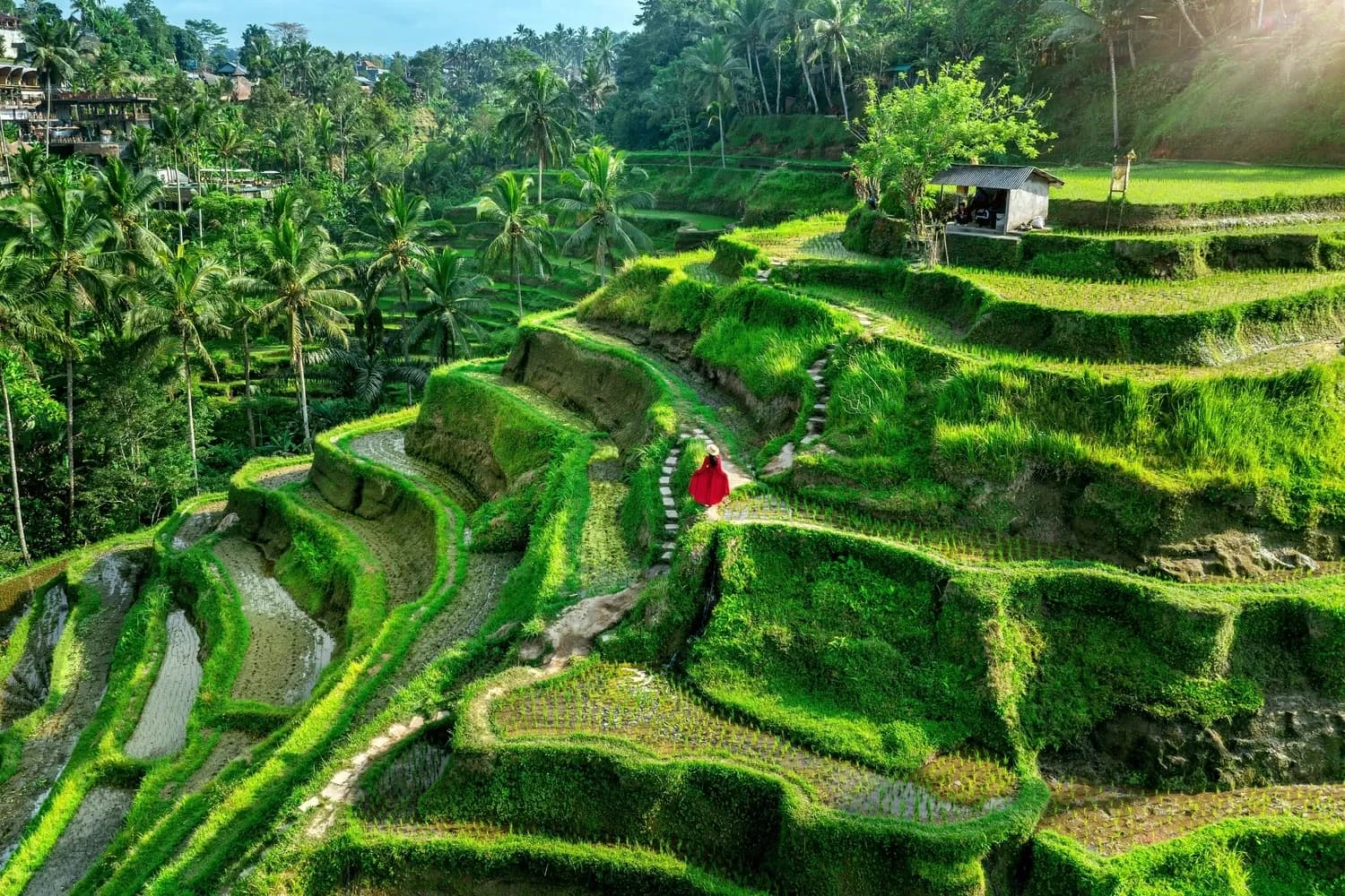Tourist walking on tegalalang rice terrace in Bali