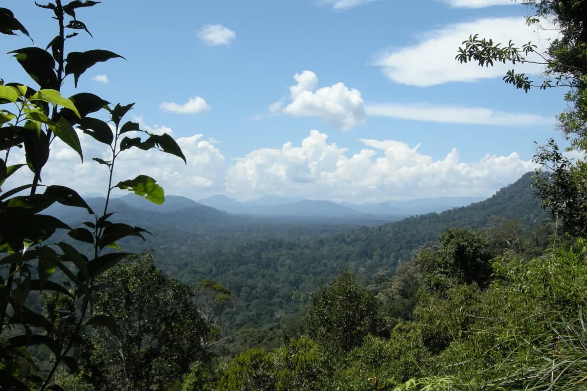 Taman Negara National Park