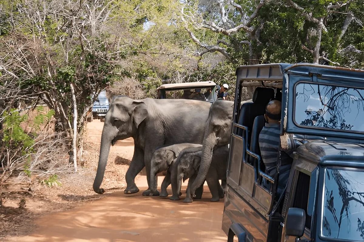 Elephant Safari Sri Lanka
