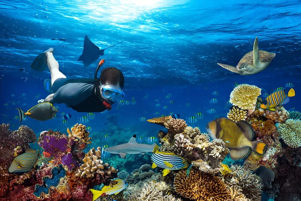 Snorkeling in Sri Lanka