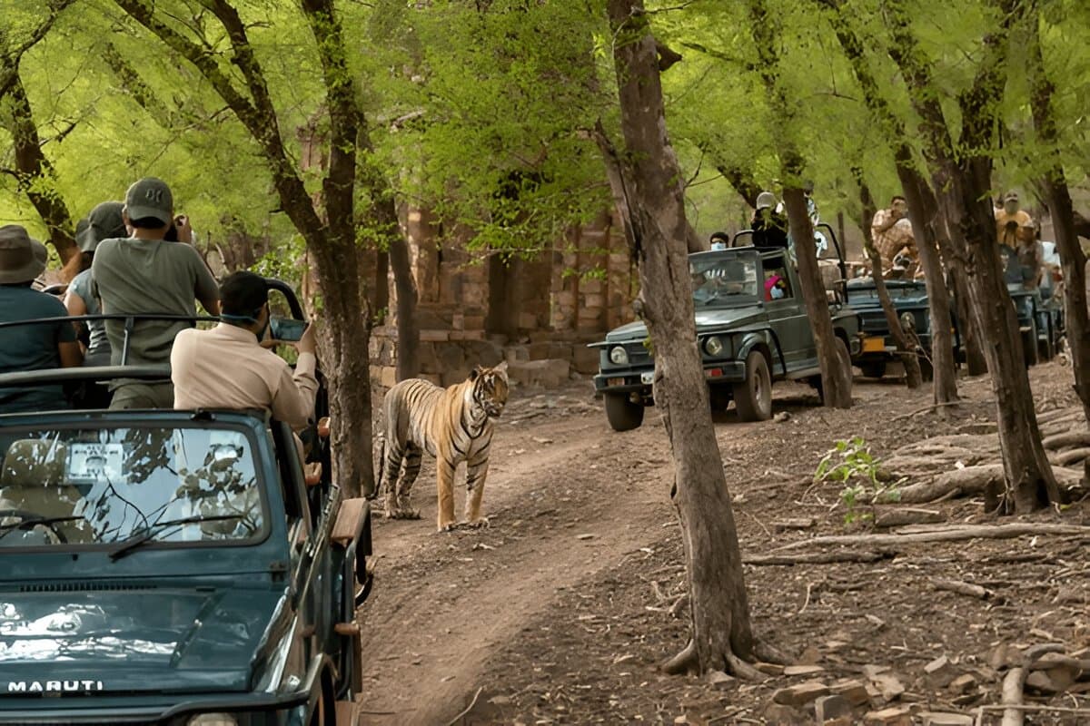 Short Trip to Ranthambore