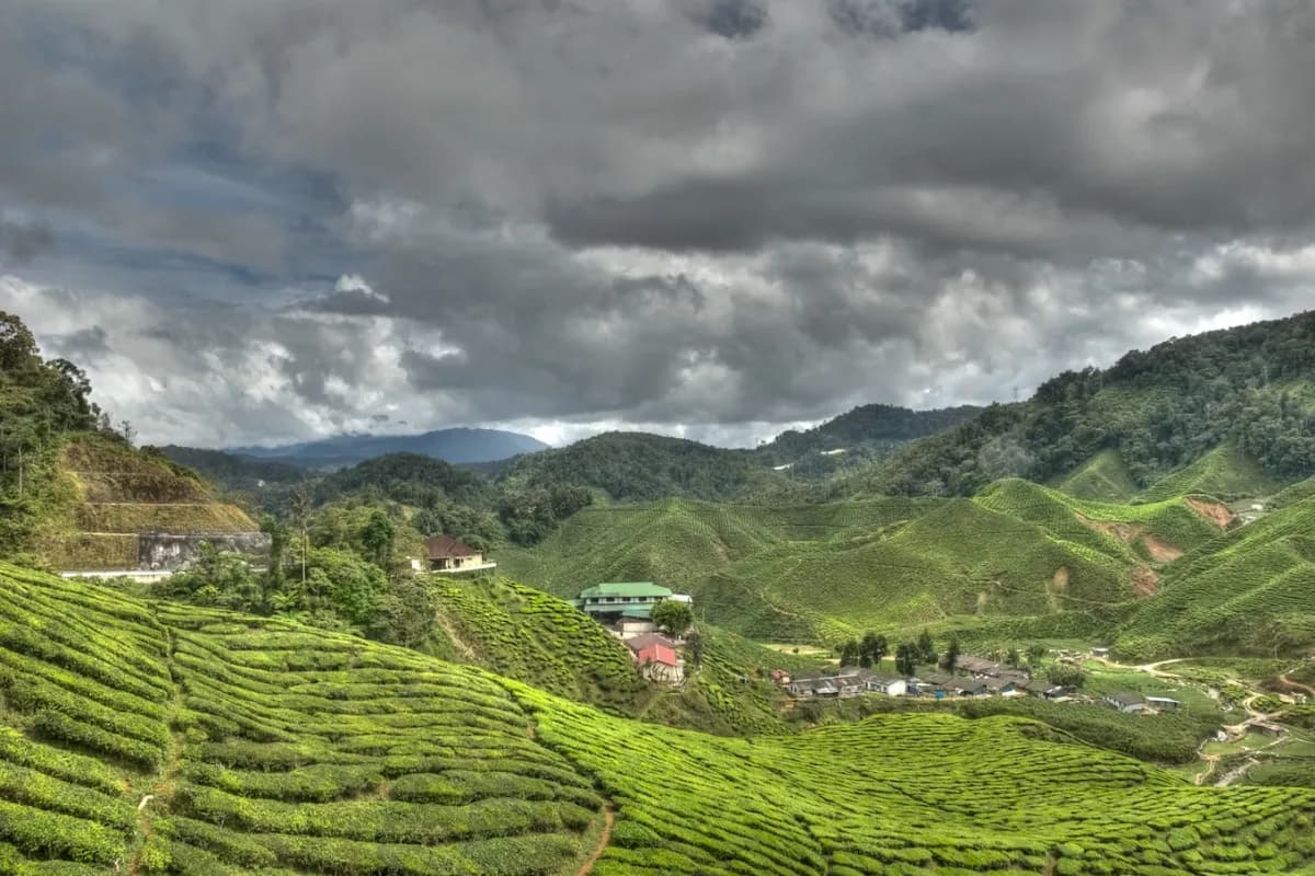 Cameron Highlands