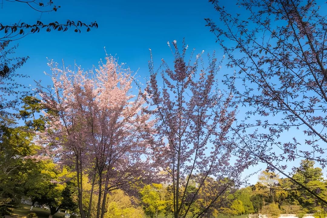 Cherry Blossom Trees