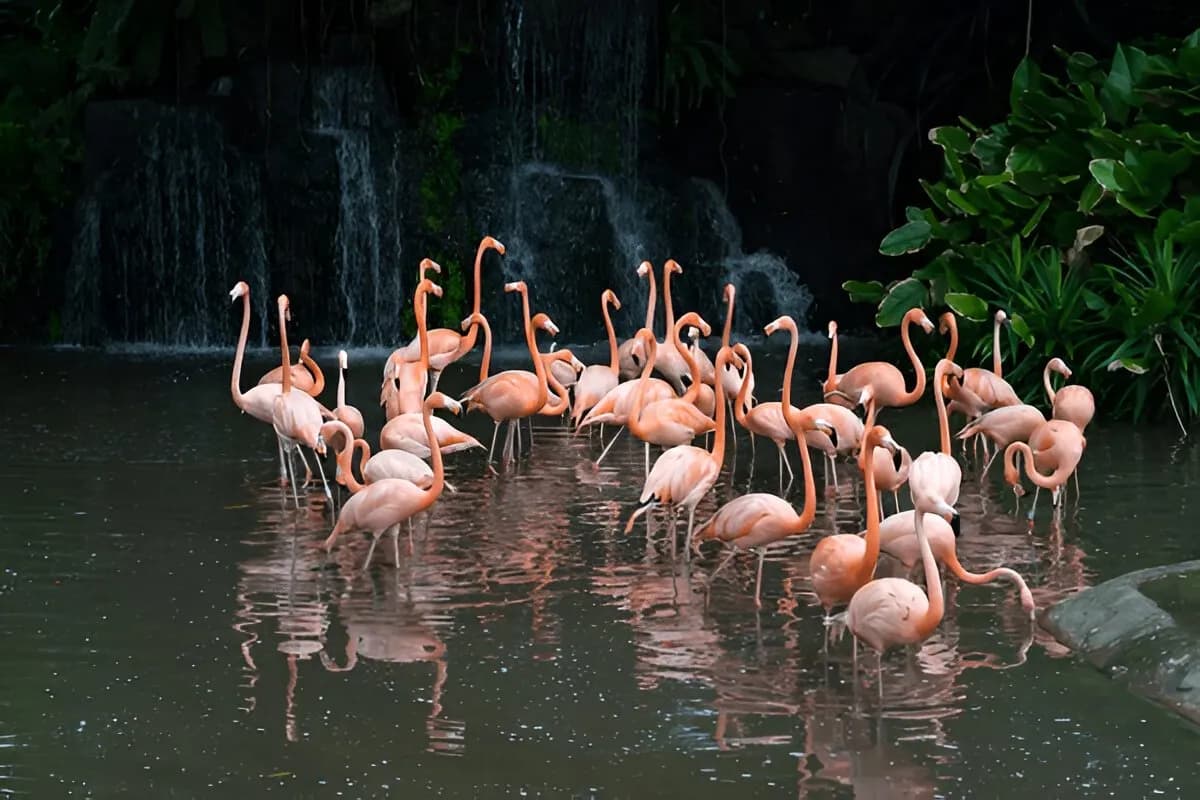 Singapore Zoo