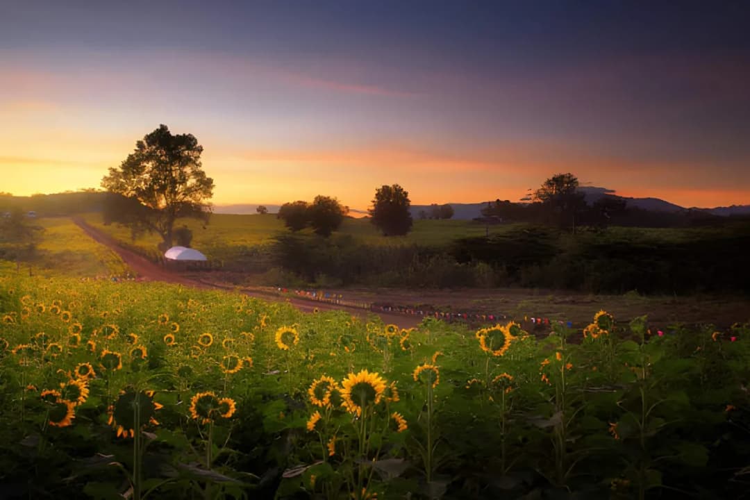 Sunflower Fields