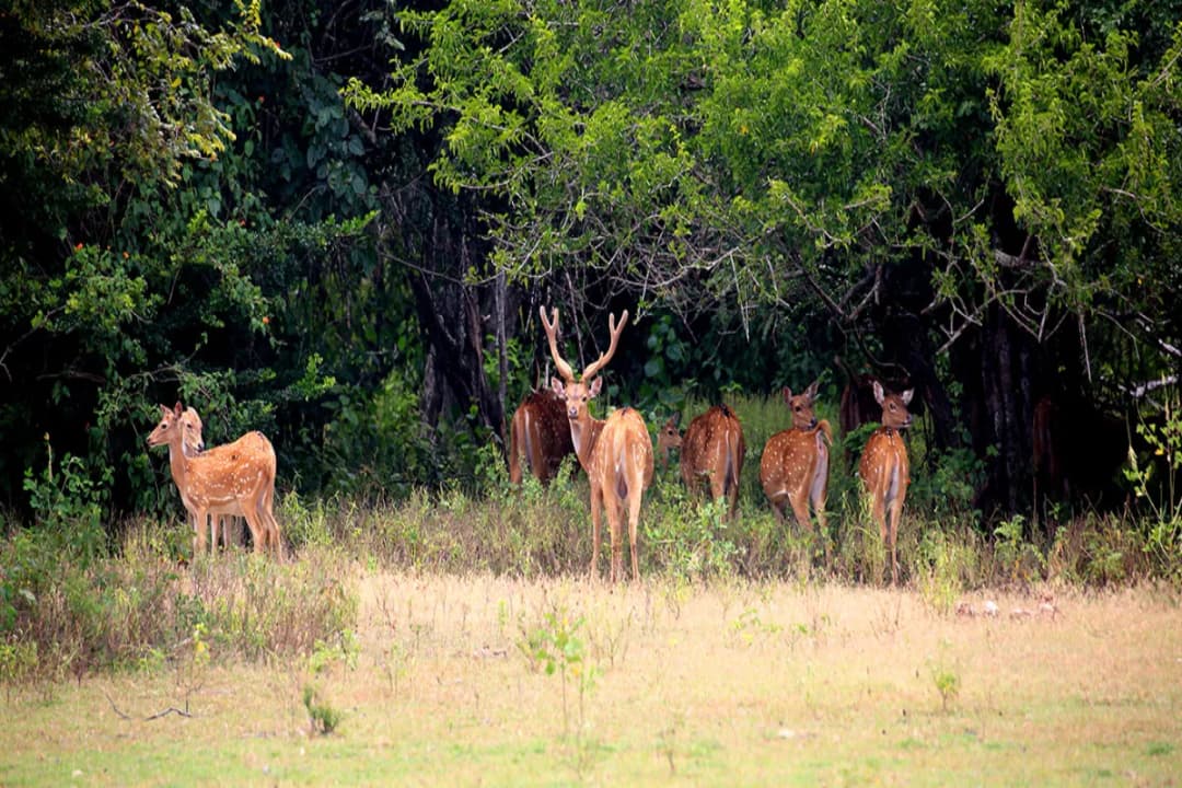 Kumana National Park