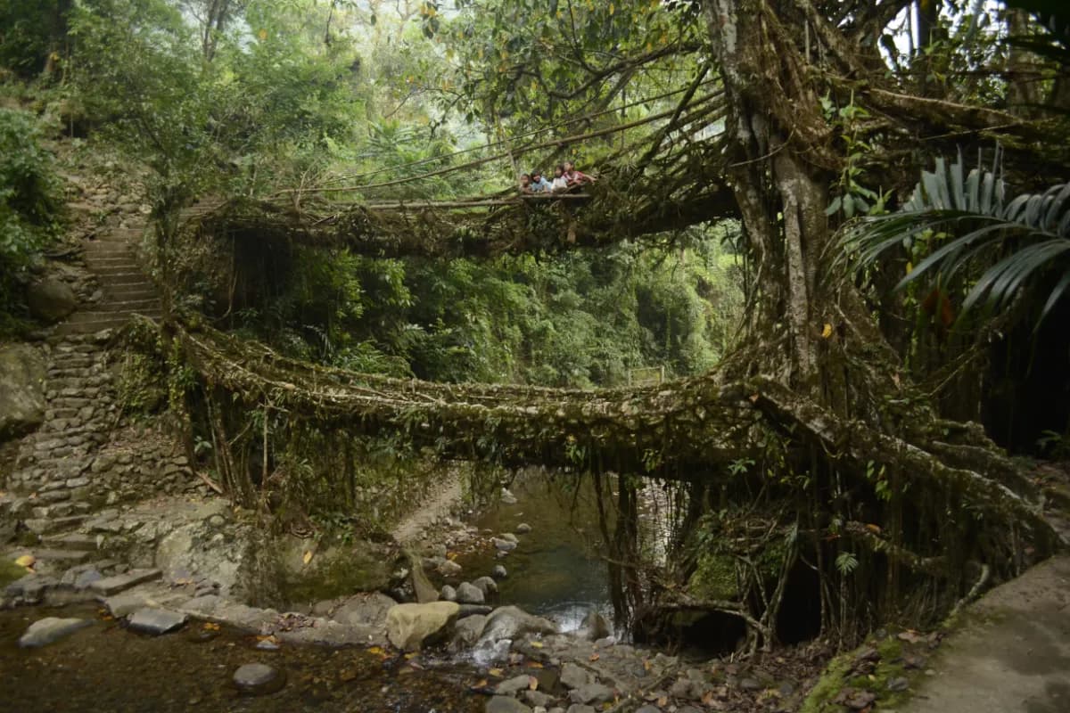 Living root bridges of Nongriat village