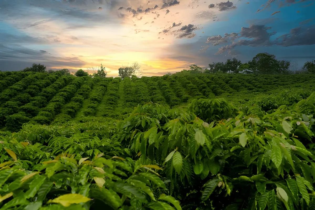 Sunset view at coffee plantation
