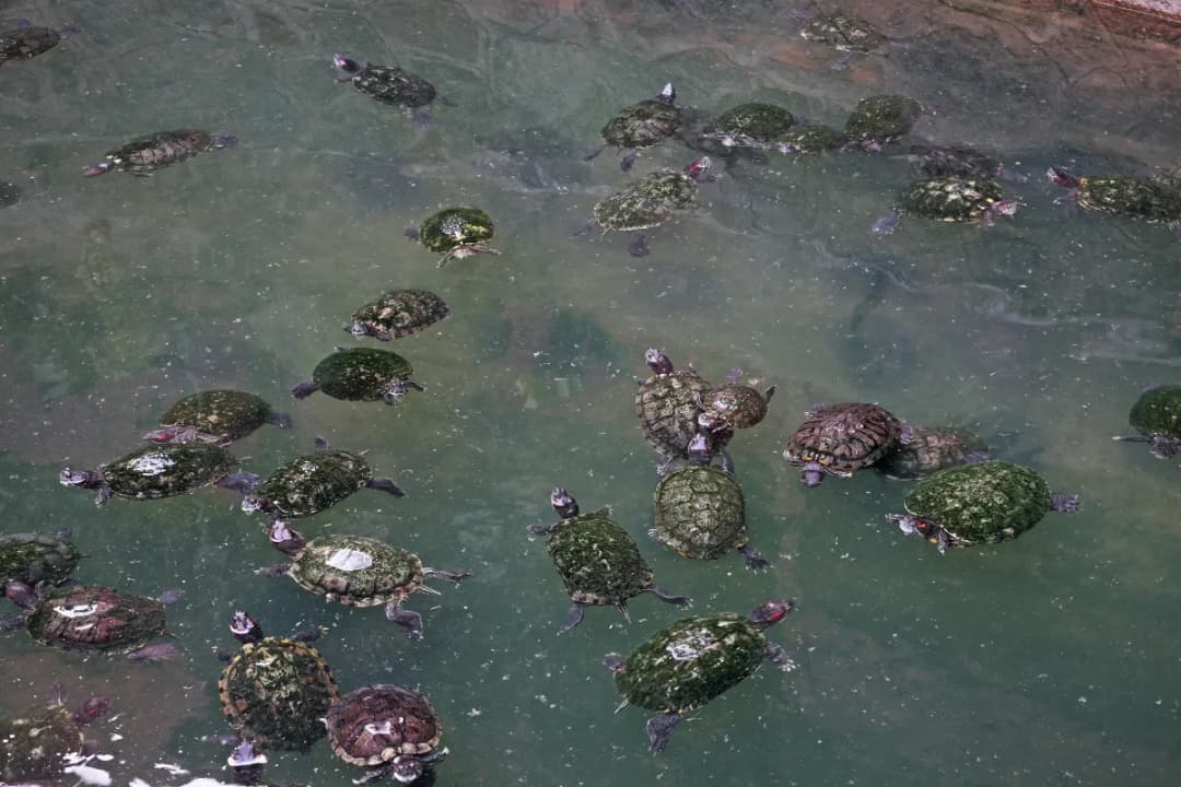 Turtle Pond Outside
