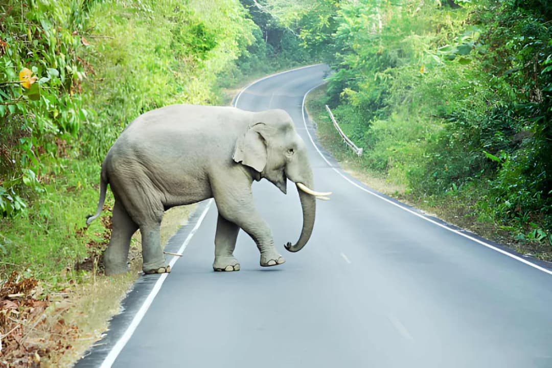 Wild Elephant Spotting