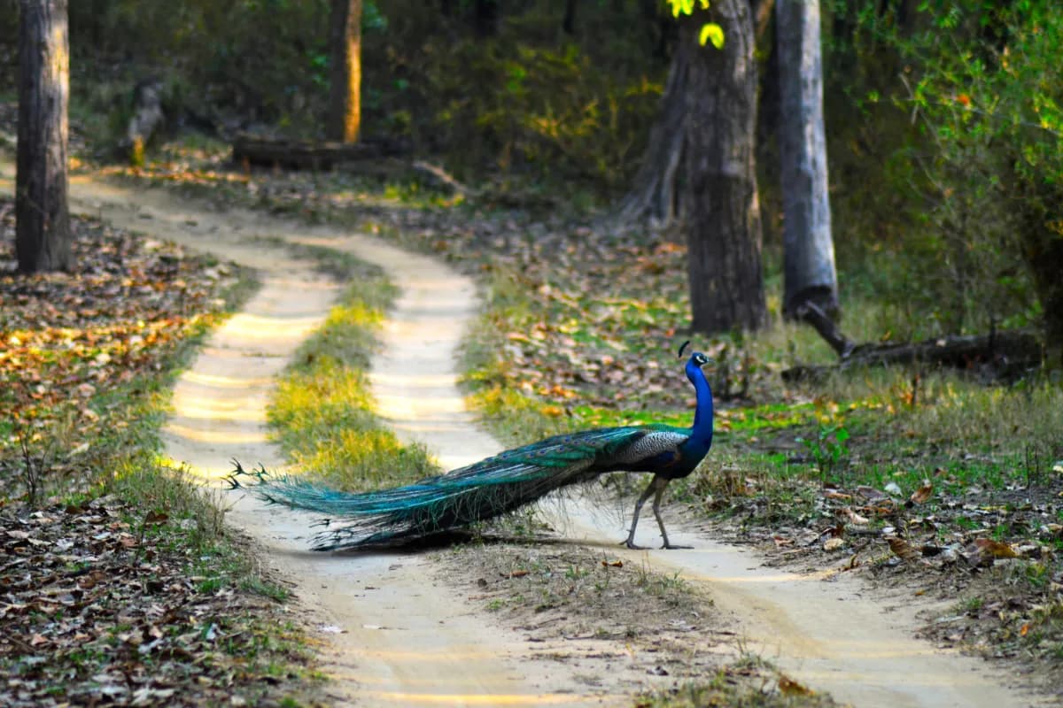 Dibru Saikhowa National Park
