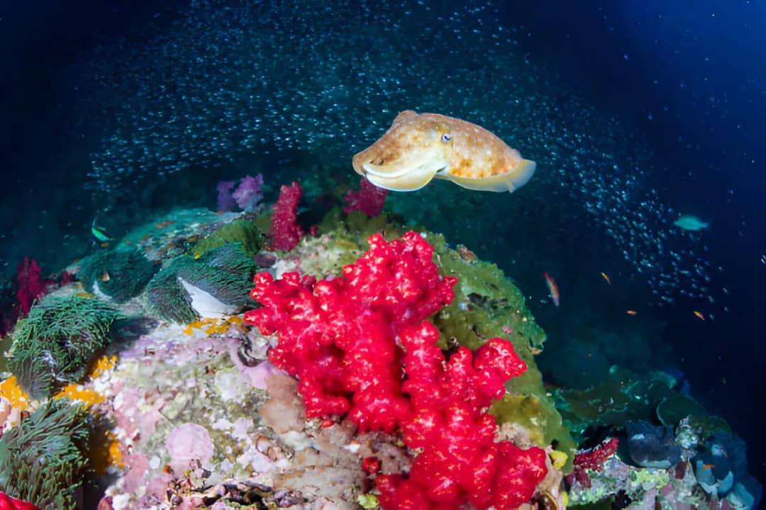 Richelieu Rock, Surin Islands