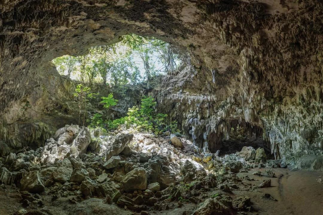 Remote Forest Surroundings