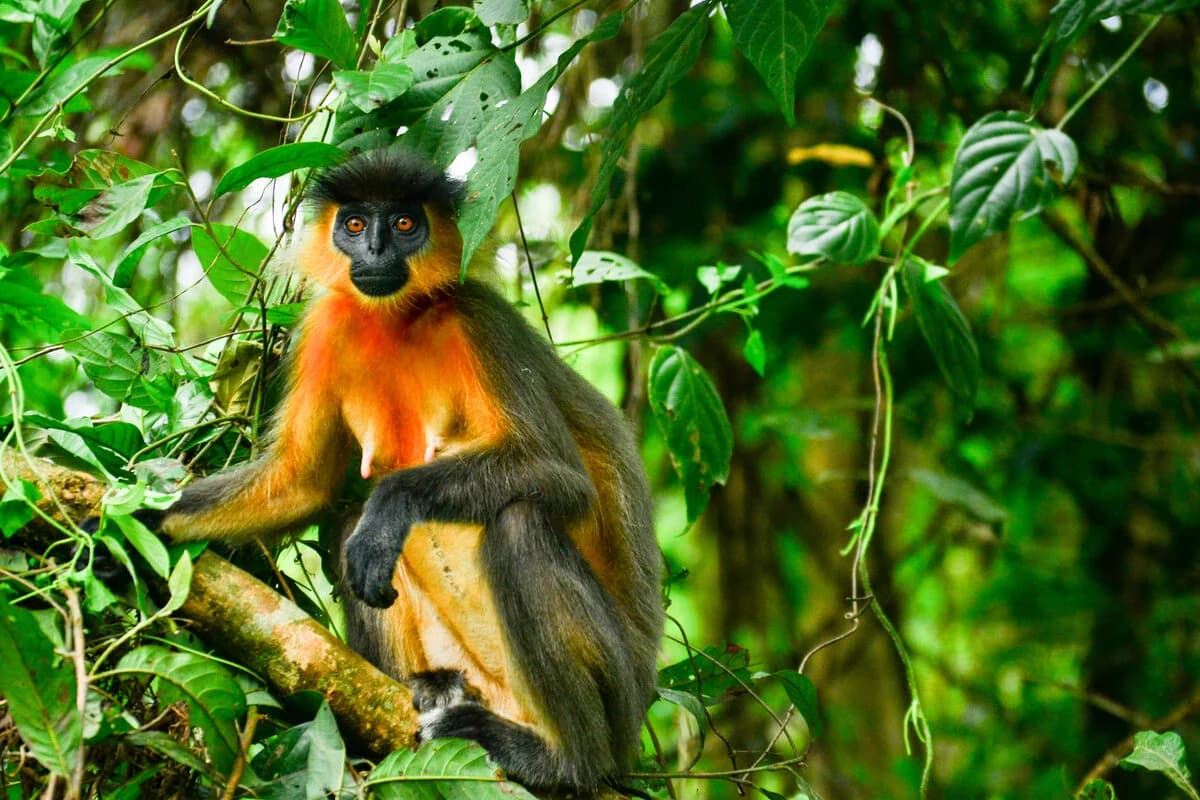 A Capped Langur Meghalaya