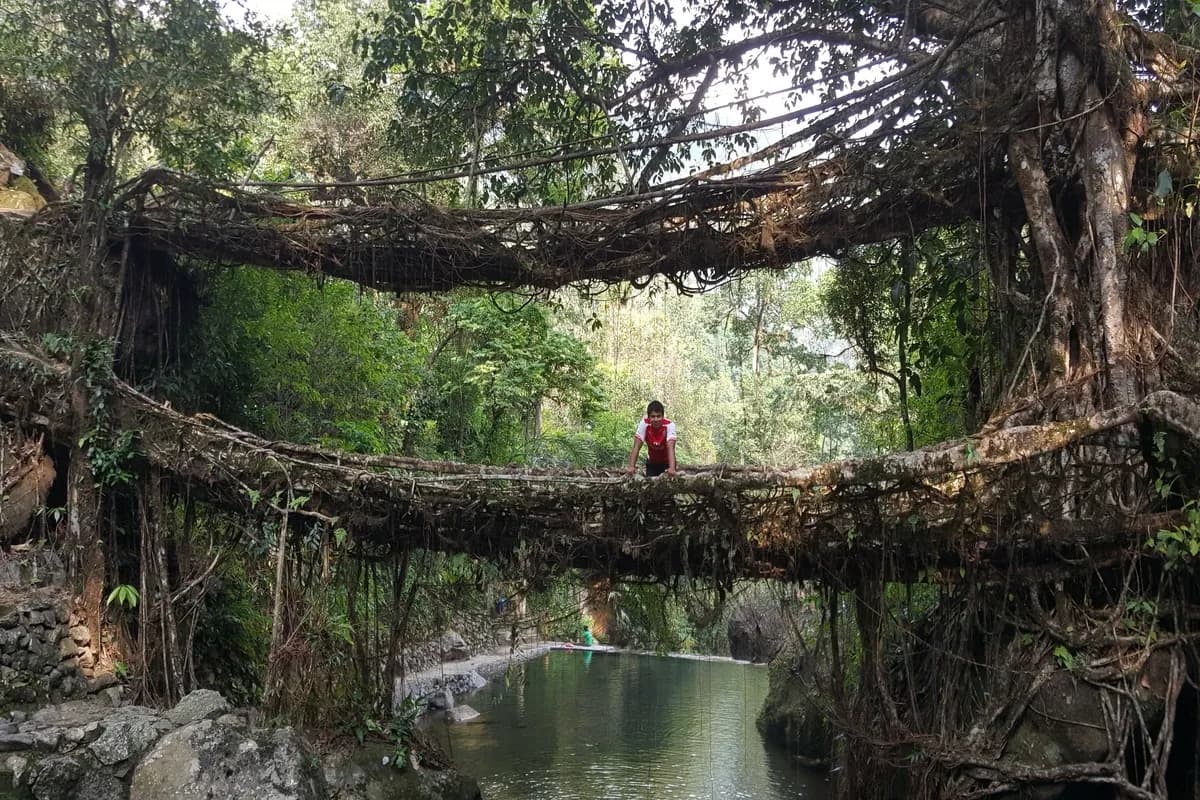 A boy standing in between Living Root Bridge