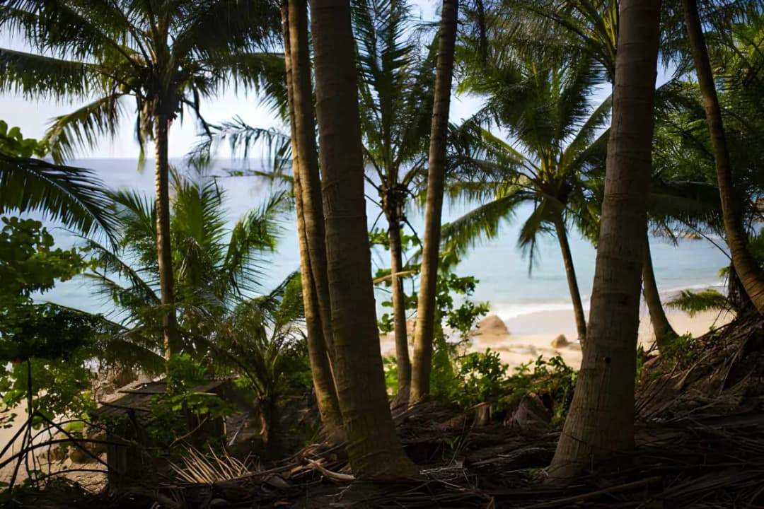 Jungle Trail Adventure