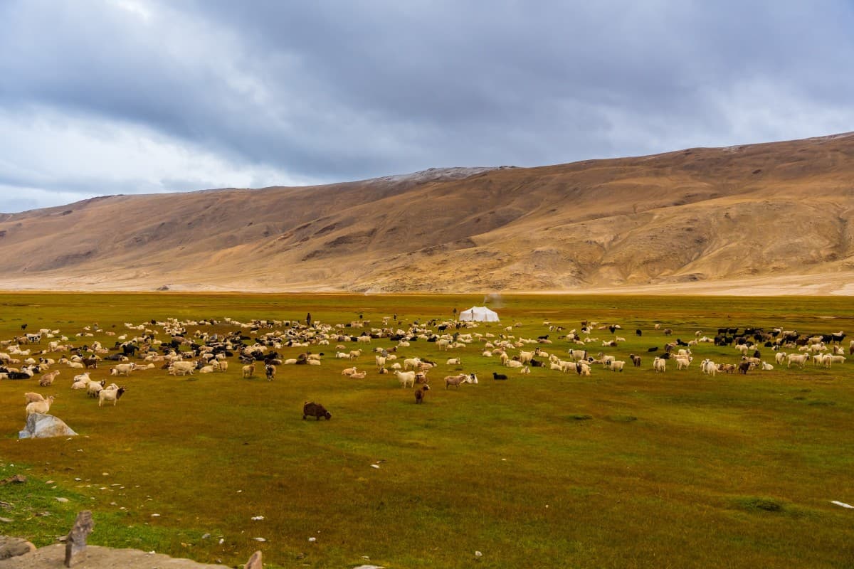 Tso Moriri to Leh