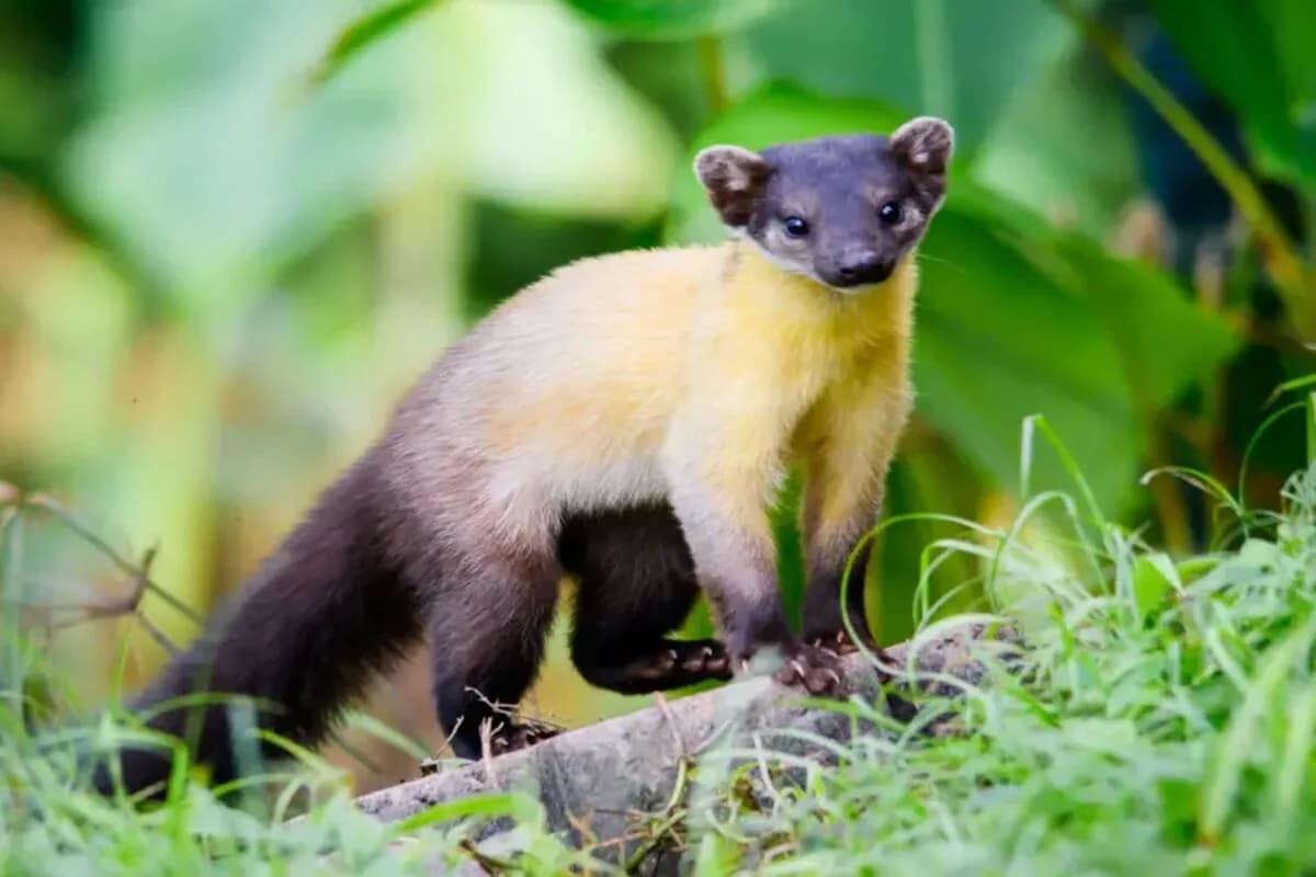 Image of Yellow-Throated Marten