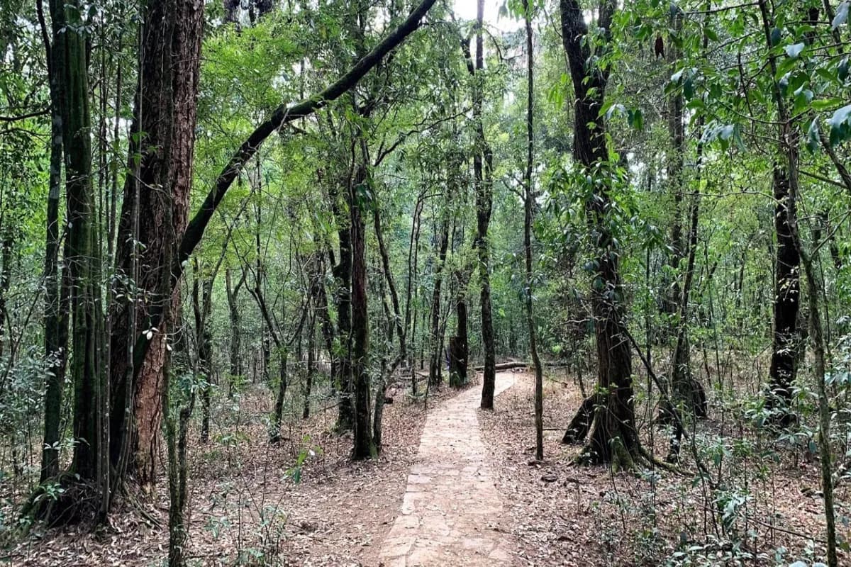 Mawphlang Sacred Forest