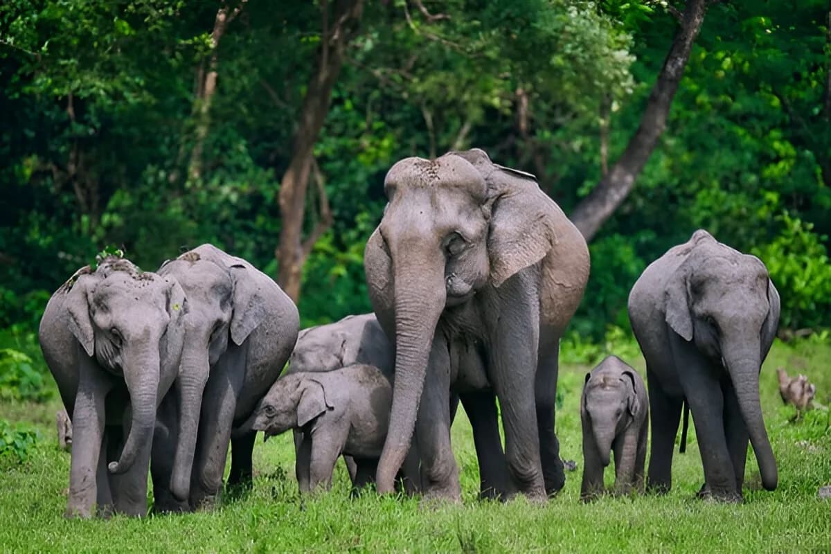 Royal Manas National Park