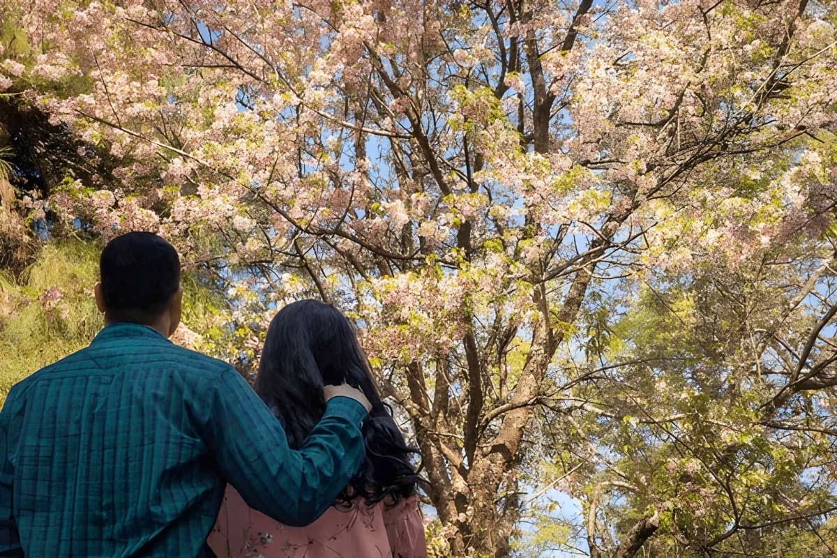 young couple watching cherry blossom flowers