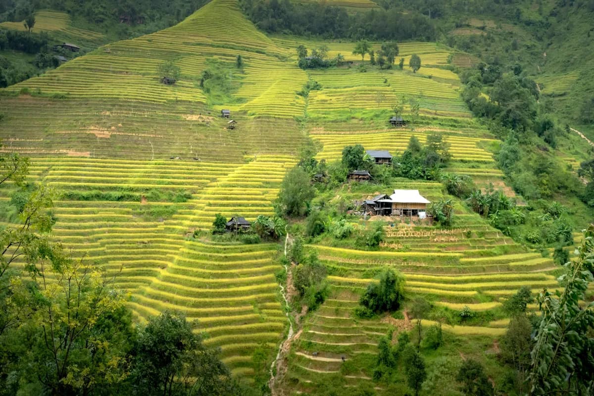 Lush green terraced rice fields with traditional houses in Vietnam