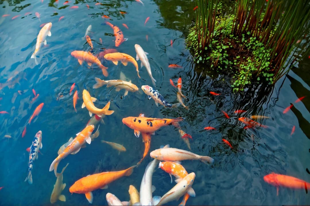 Carp Pond