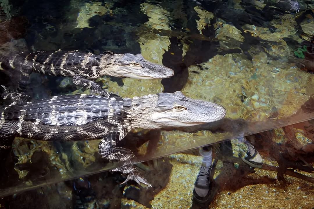 Tropical Diver Gallery