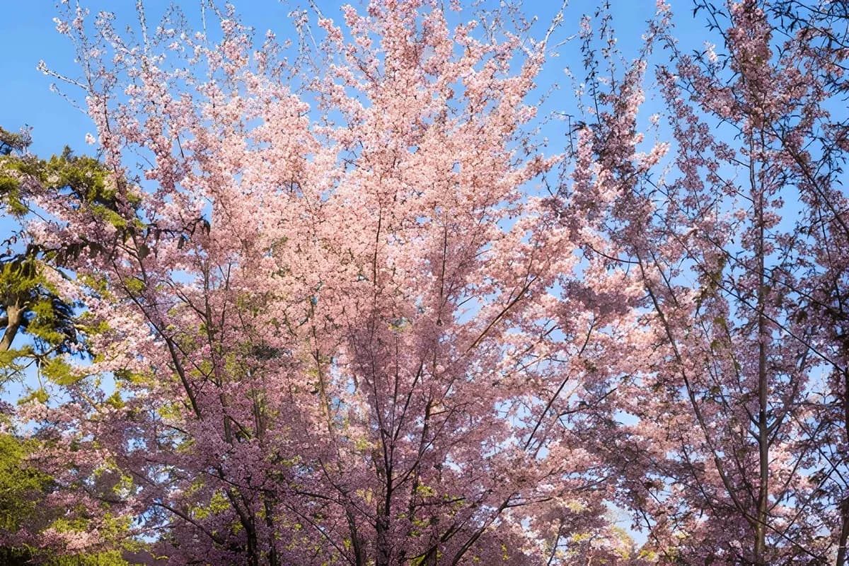 Cherry Blossom Trees