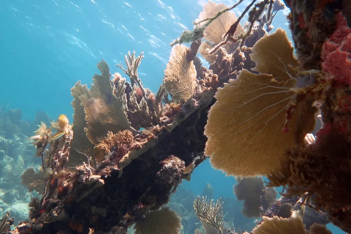 Banana Reef