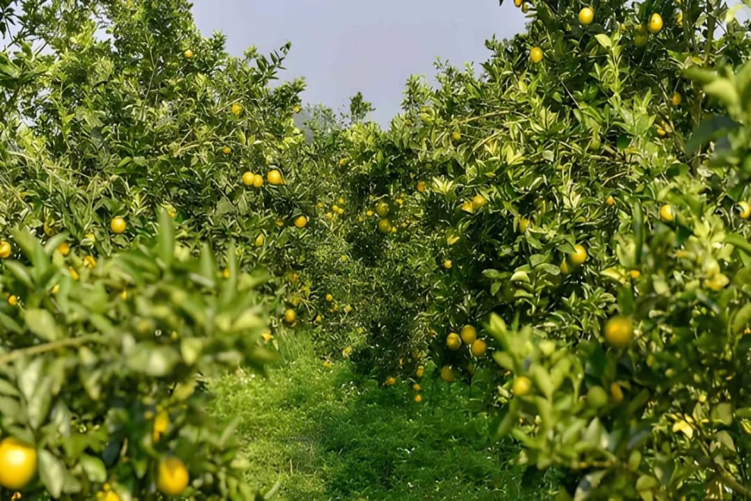 Fruit Orchard Visit