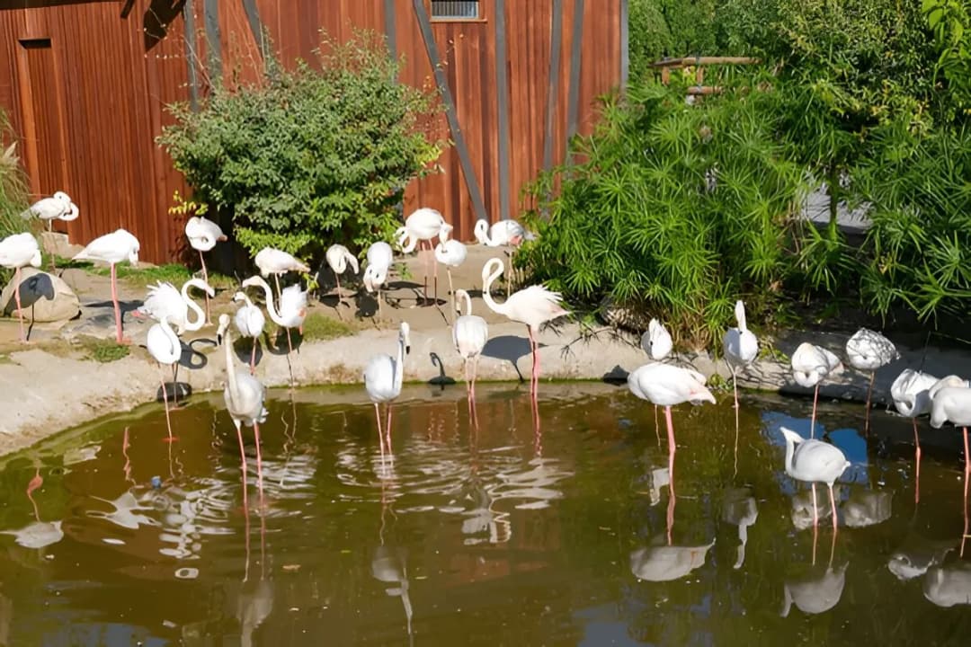 Diverse Animal Collection