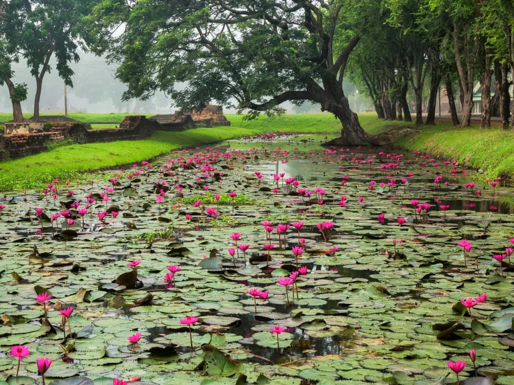 Lotus Pond