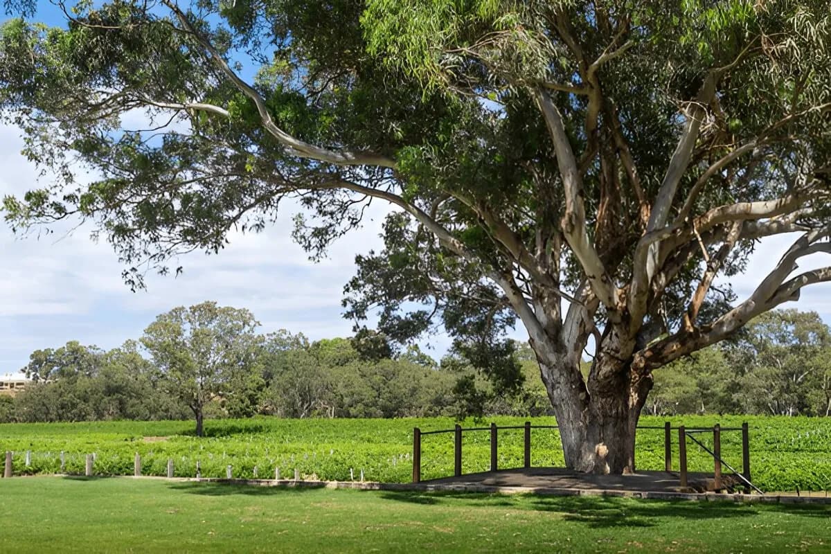 swan valley