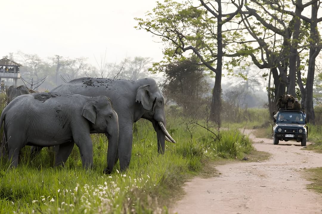 Jeep and Elephant Safari