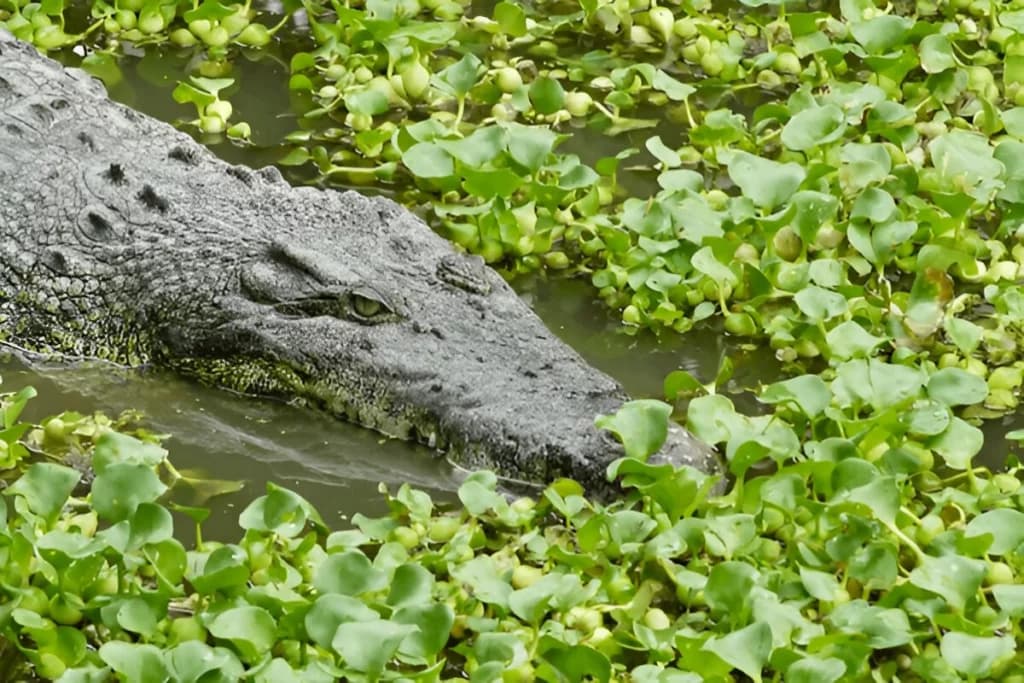 Crocodile Adventureland Langkawi