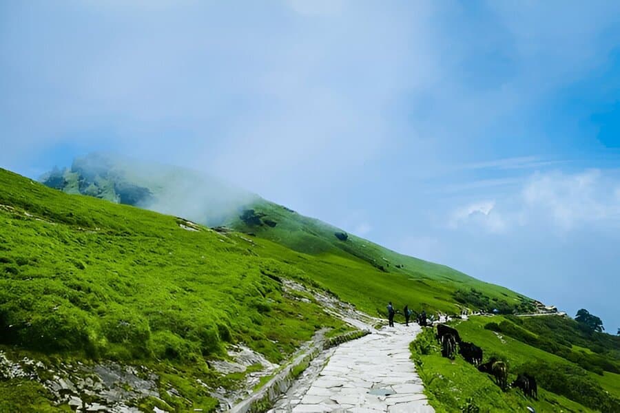 Chopta Meadows